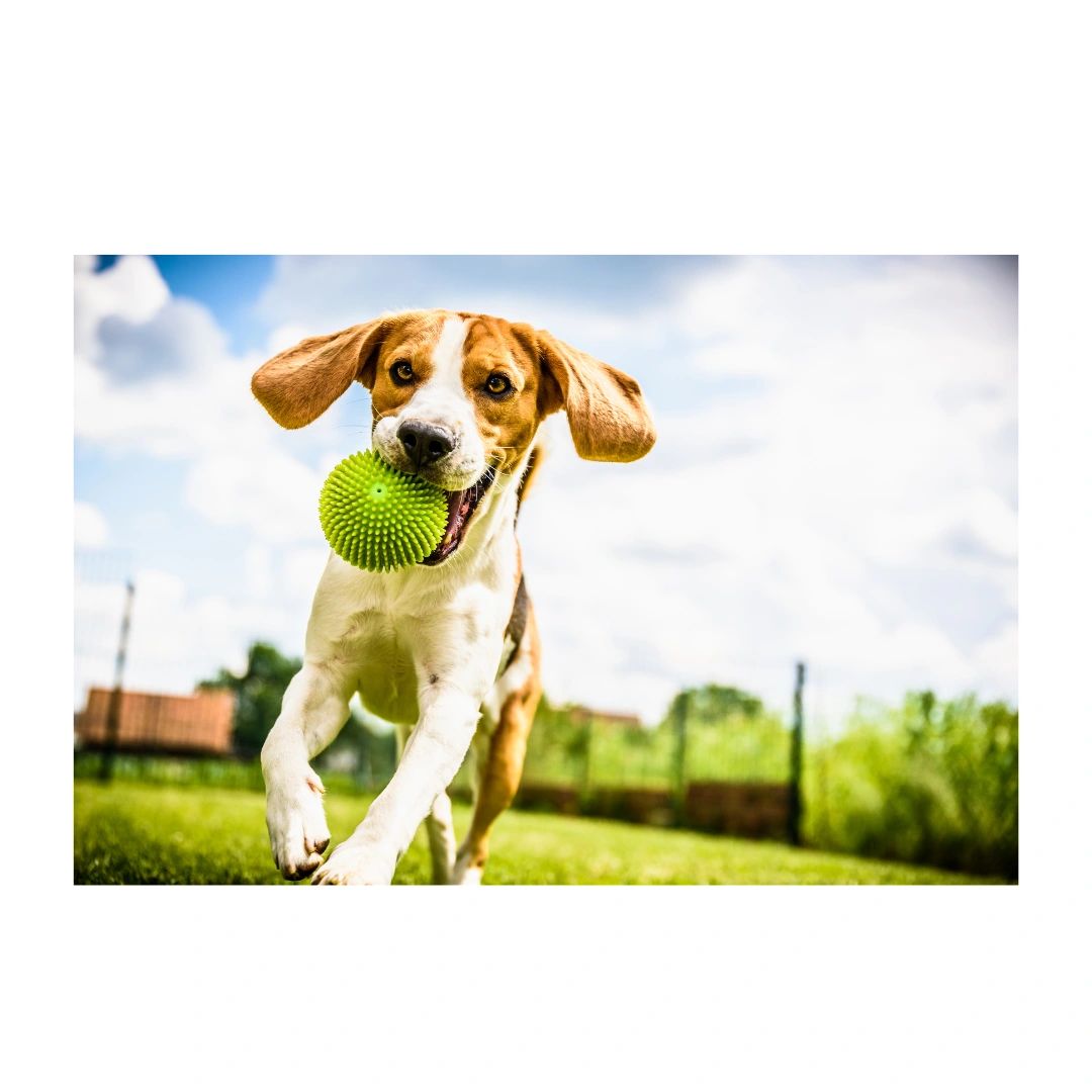 Clever canidae cheap